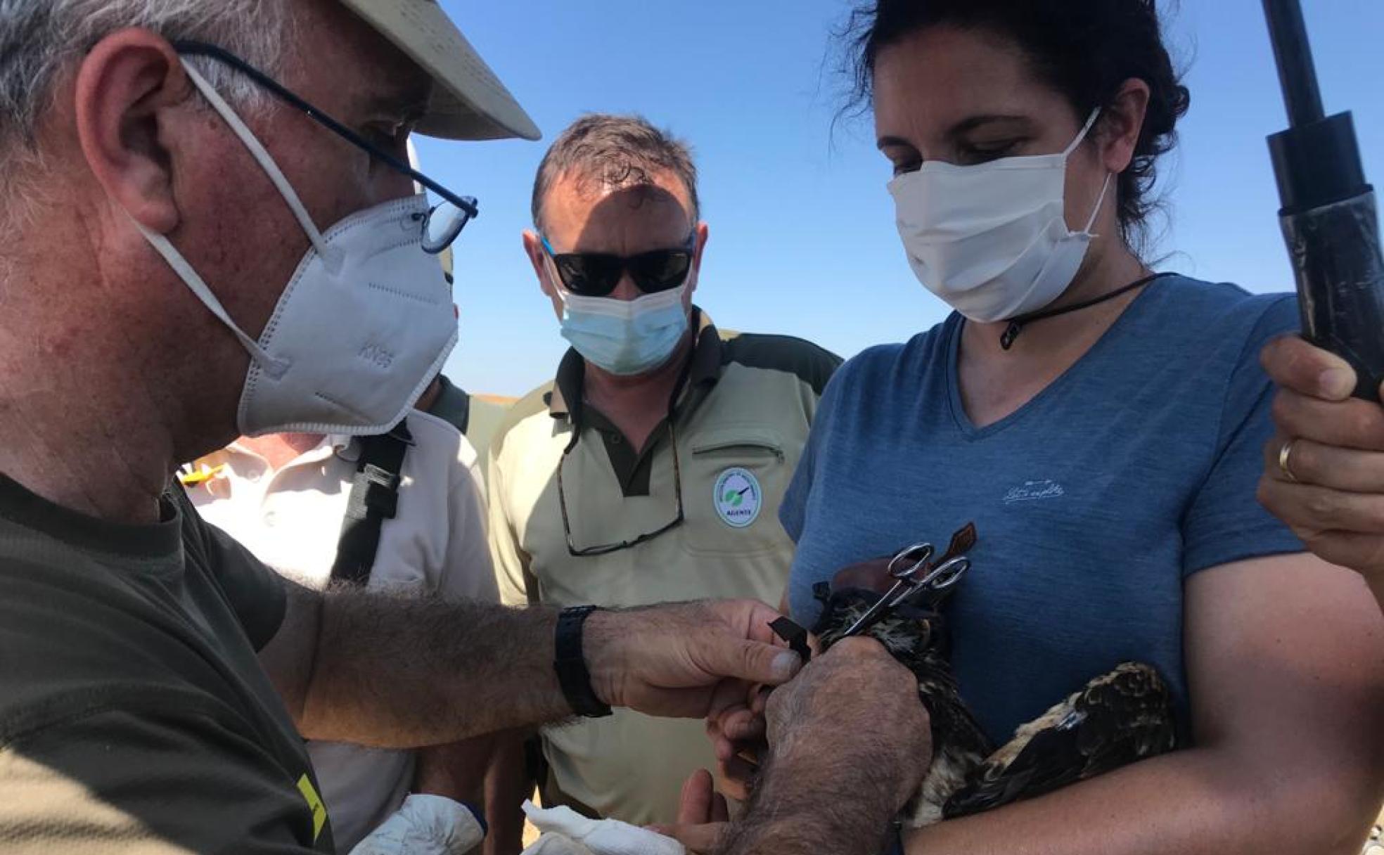 Momento en el que los técnicos instalan al pollo de alimoche su transmisor. 
