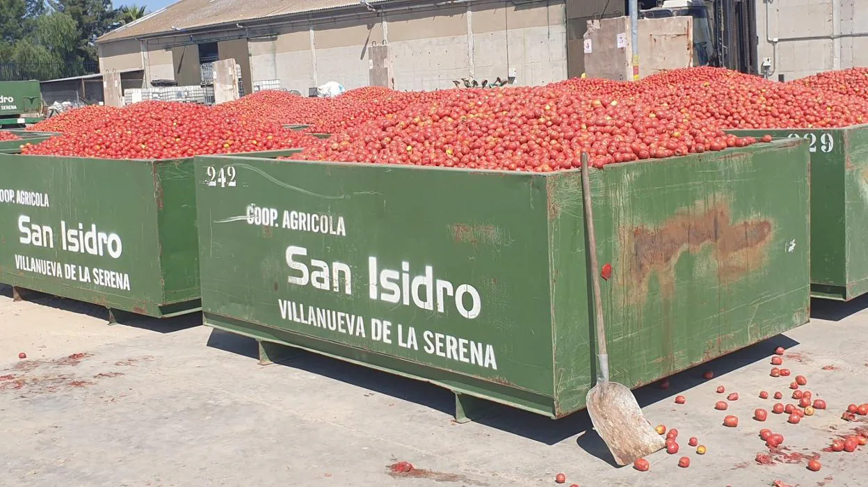 Cubas llenas de tomates en la cooperativa San Isidro. 