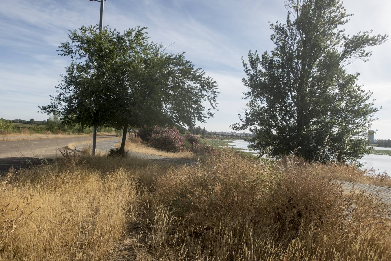 La maleza no permite a los peatones caminar por las aceras