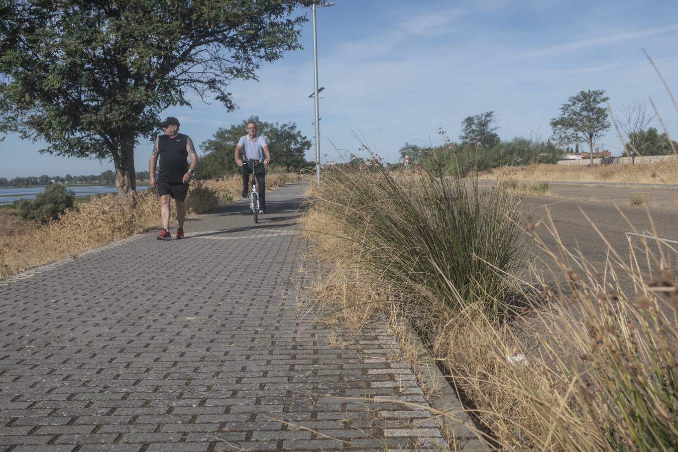 La maleza no permite a los peatones caminar por las aceras