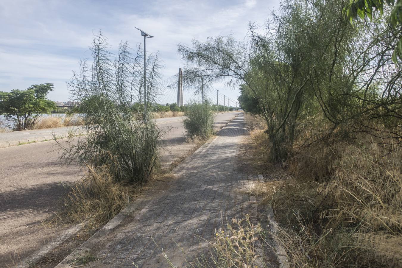 La maleza no permite a los peatones caminar por las aceras
