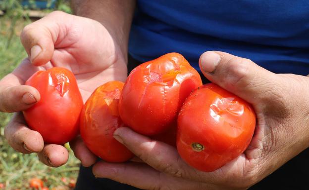 Tomates dañados por la tormentas