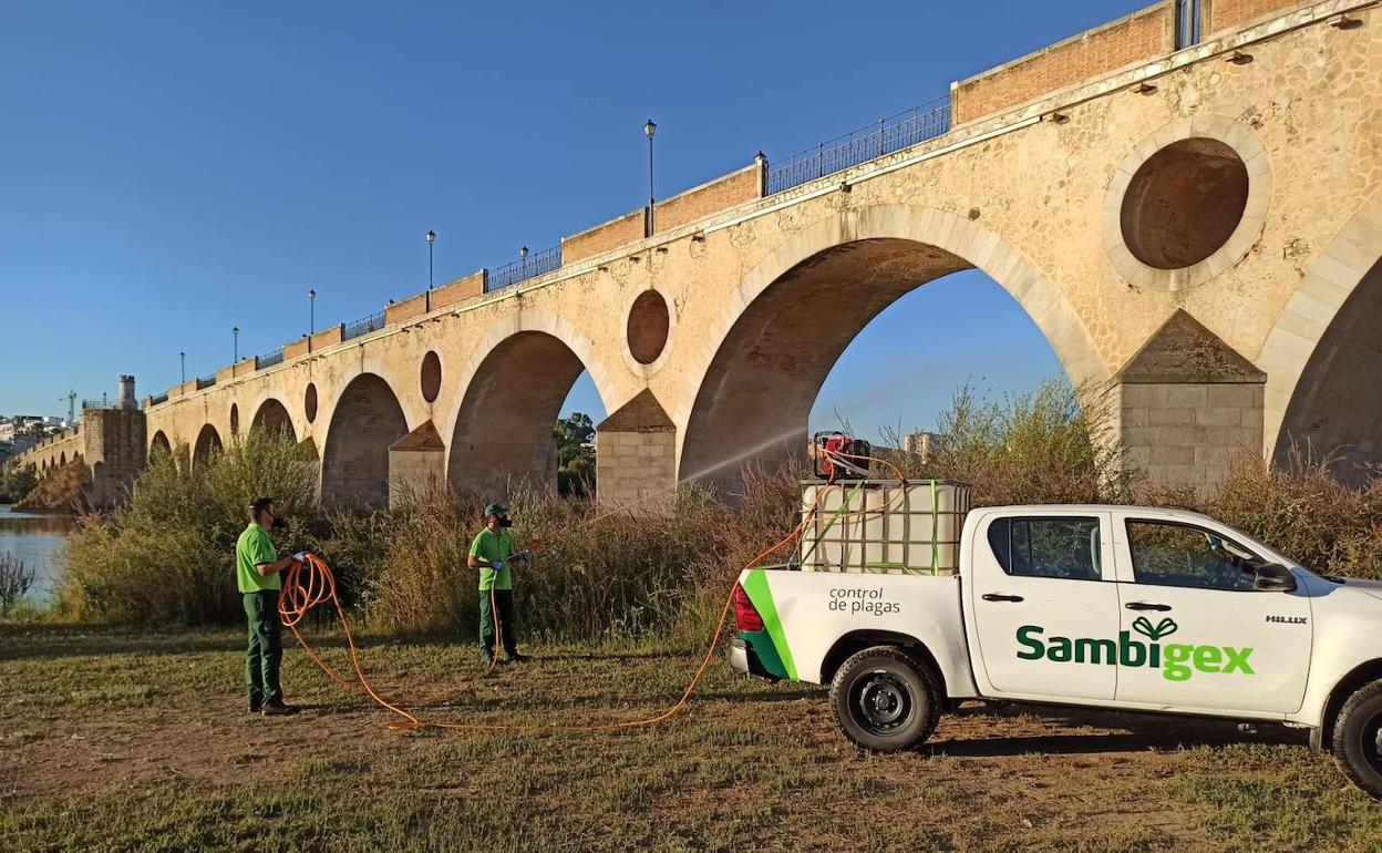 Los operarios aplican el tratamiento insecticida junto al Puente de Palmas. 