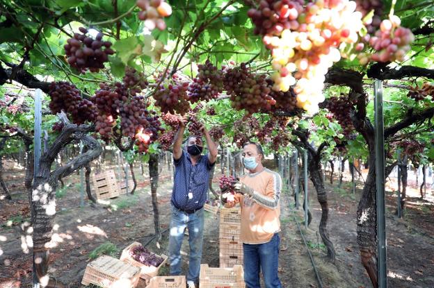 Jornaleros cosechan uva de la variedad crimson en una finca de Guareña que explota la empresa Moyca Grapes, la principal exportadora de uva de mesa de España. 