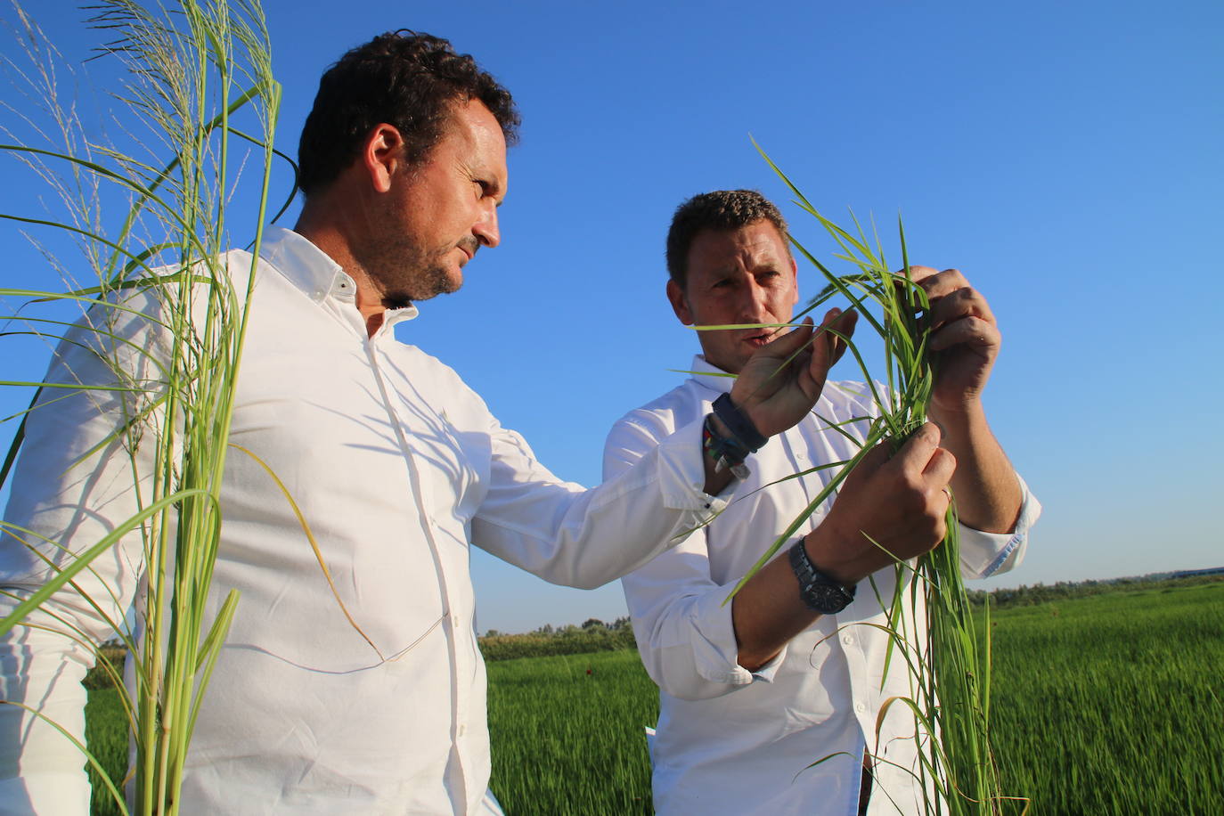Hay algunas hierbas que se hacen resistentes a los productos fitosanitarios y hay que empezar de nuevo. 