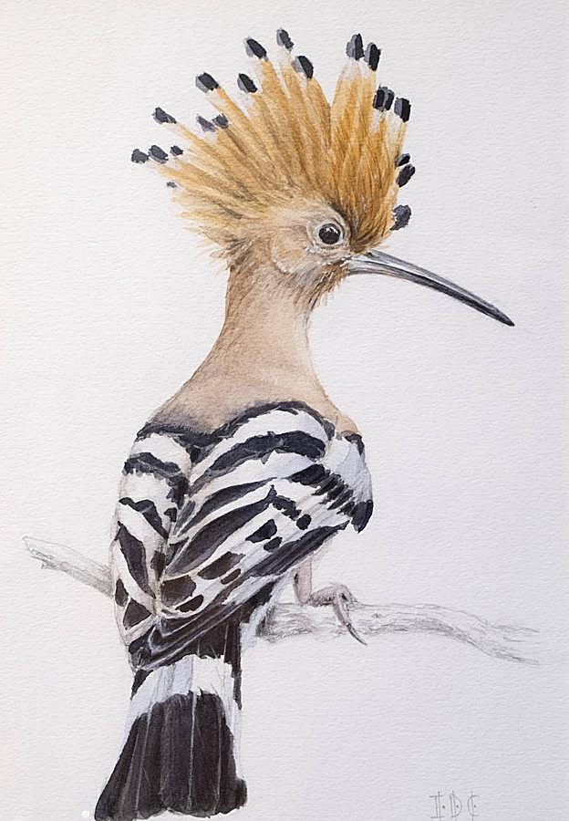 Abubilla. Acuarela (38x25 centímetros).