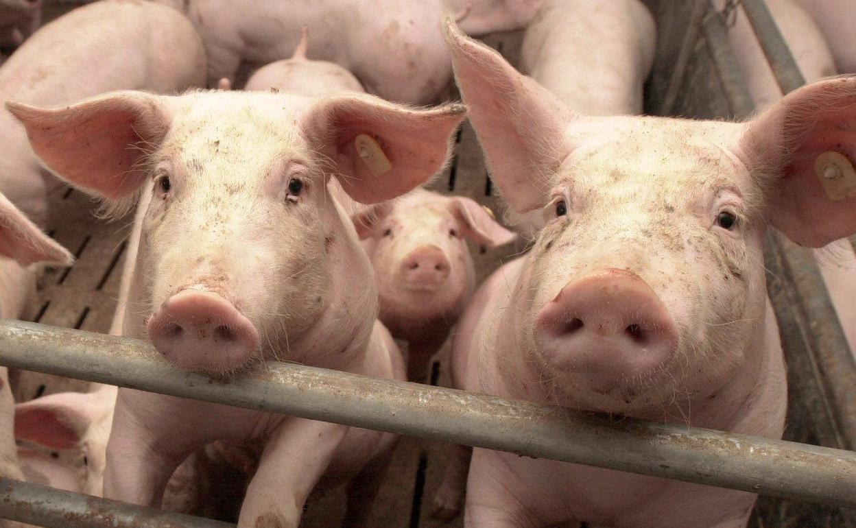 Imagen de archivo de cerdos en una granja de Baviera. 
