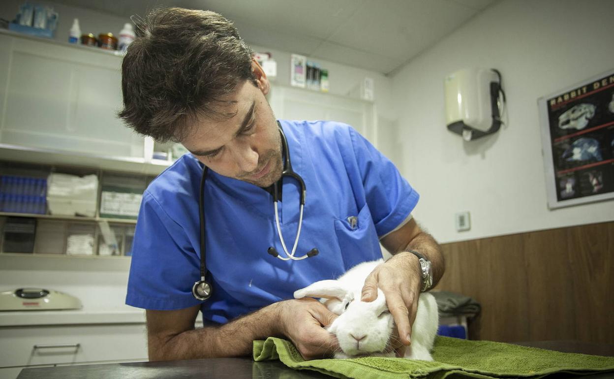 La Diputación de Badajoz imparte en Alconera un curso sobre 'Auxiliar de Veterinaria'