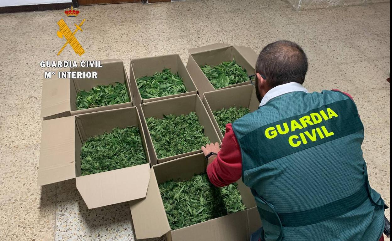 Droga intervenida por la Guardia Civil de Cáceres. 