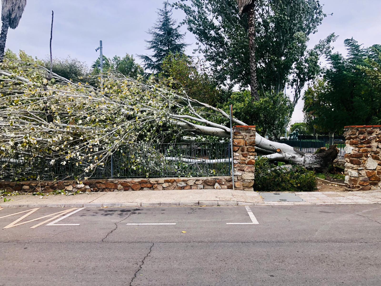 Un árbol de grandes dimensiones ha sido arrancado de raíz por los efectos del intenso viento en una zona ajardinada de la avenida de Chile de Villanueva de la Serena