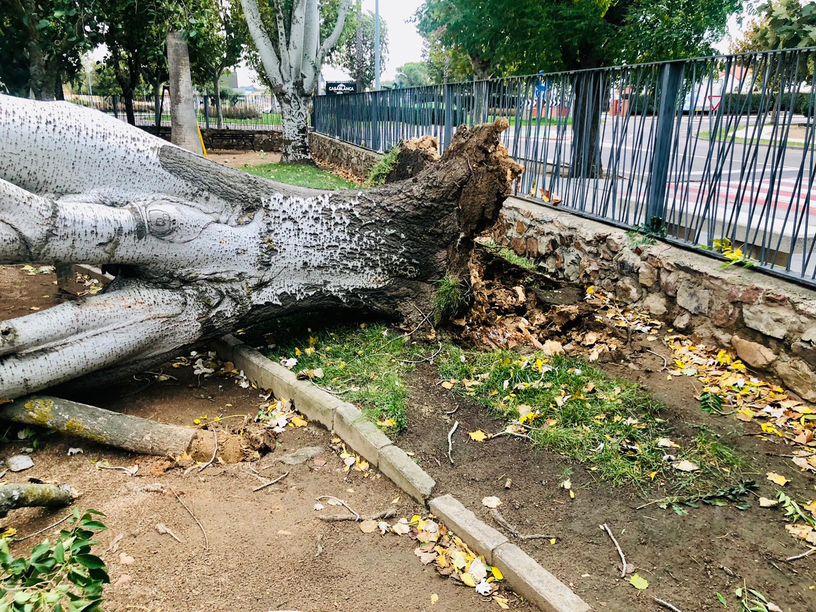 Un árbol de grandes dimensiones ha sido arrancado de raíz por los efectos del intenso viento en una zona ajardinada de la avenida de Chile de Villanueva de la Serena
