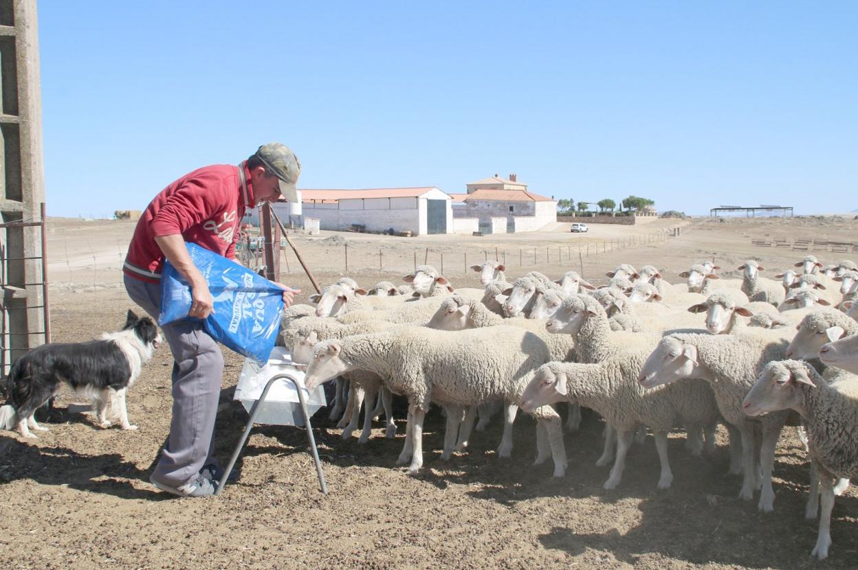 Manuel Cruces echa sal a las ovejas. 