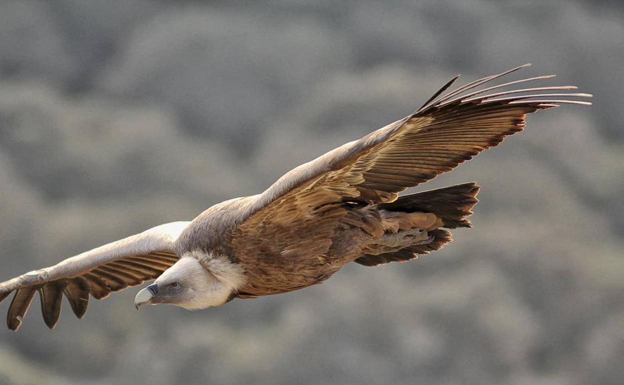 Buitre leonado sobrevolando el Parque Nacional de Monfragüe. 