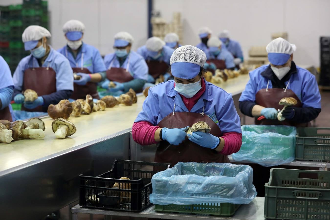 Trabajadores de Productos Silvestres Julián Martín muestran las setas en la fábrica de Moraleja. 