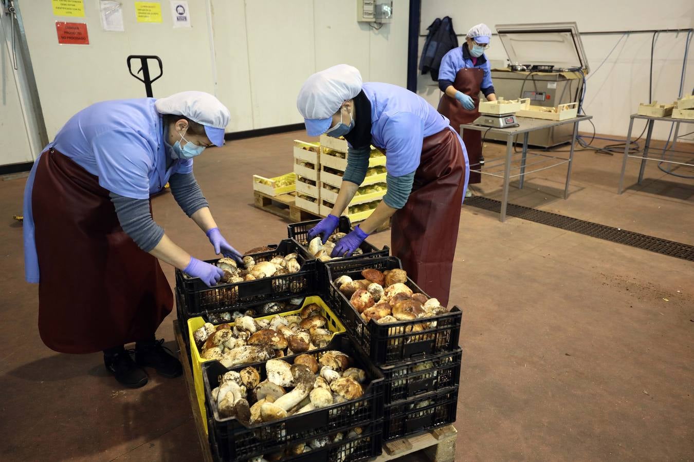 Trabajadores de Productos Silvestres Julián Martín muestran las setas en la fábrica de Moraleja. 