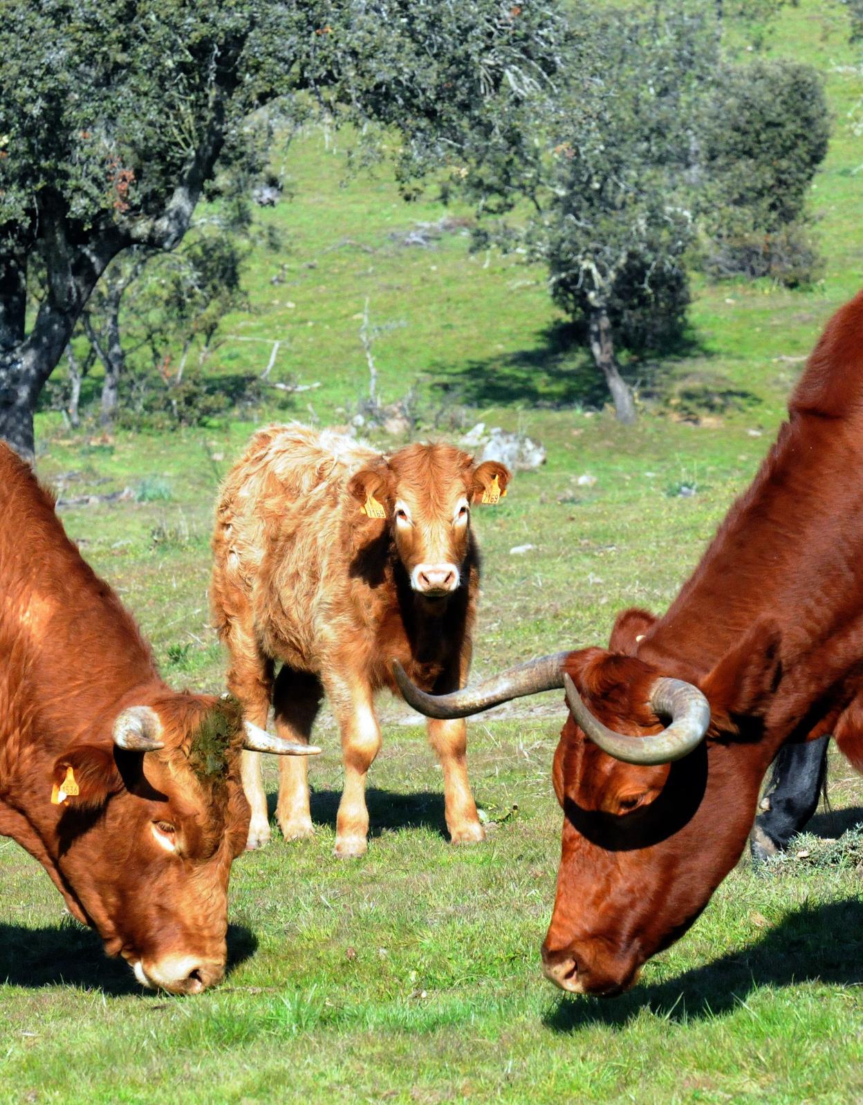 Vacuno de carne en una dehesa de San Pedro de Mérida. 