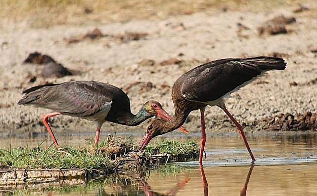 Imagen principal - Estas balsas ofrecen refugio, reposo y nidificación a una gran cantidad de aves y otros animales (arriba), una vez colocadas las plantas no se necesita mantenimiento (abajo a la izquierda), el rizoma busca luz para reproducirse (abajo a la derecha). 