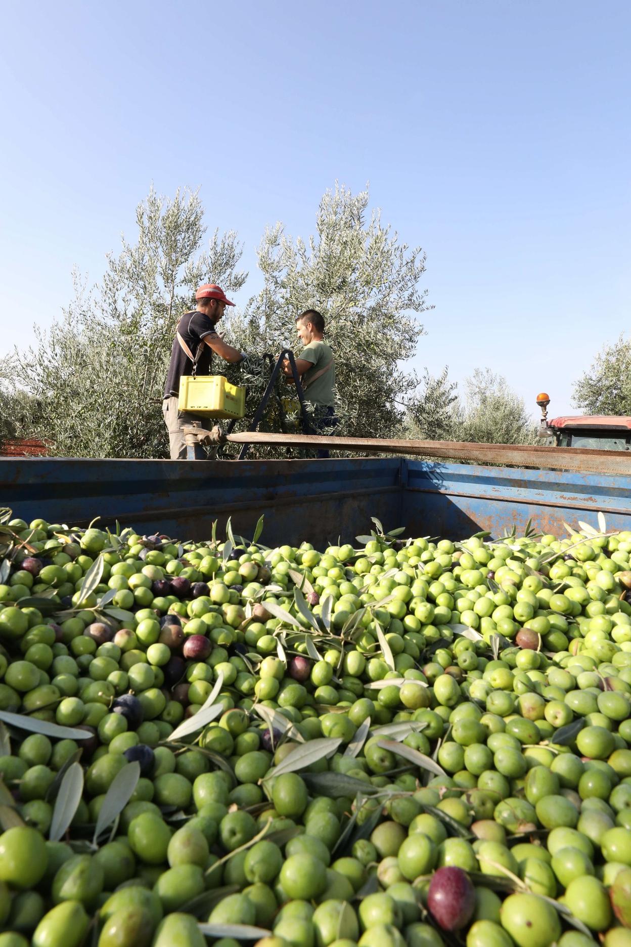 Recogida de aceituna de mesa en Aldea de Cortegana este año. 