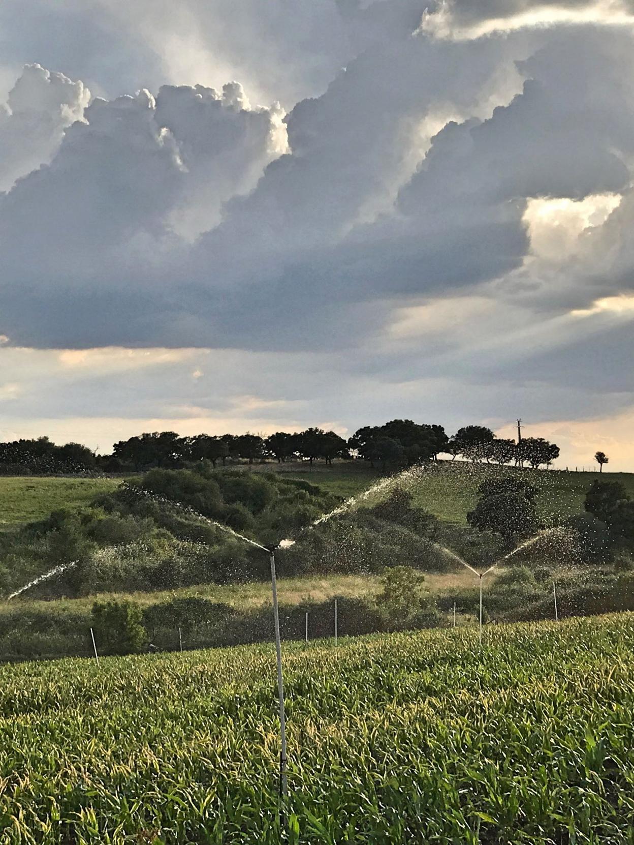 Explotación agraria de los regantes del río Alagón. 