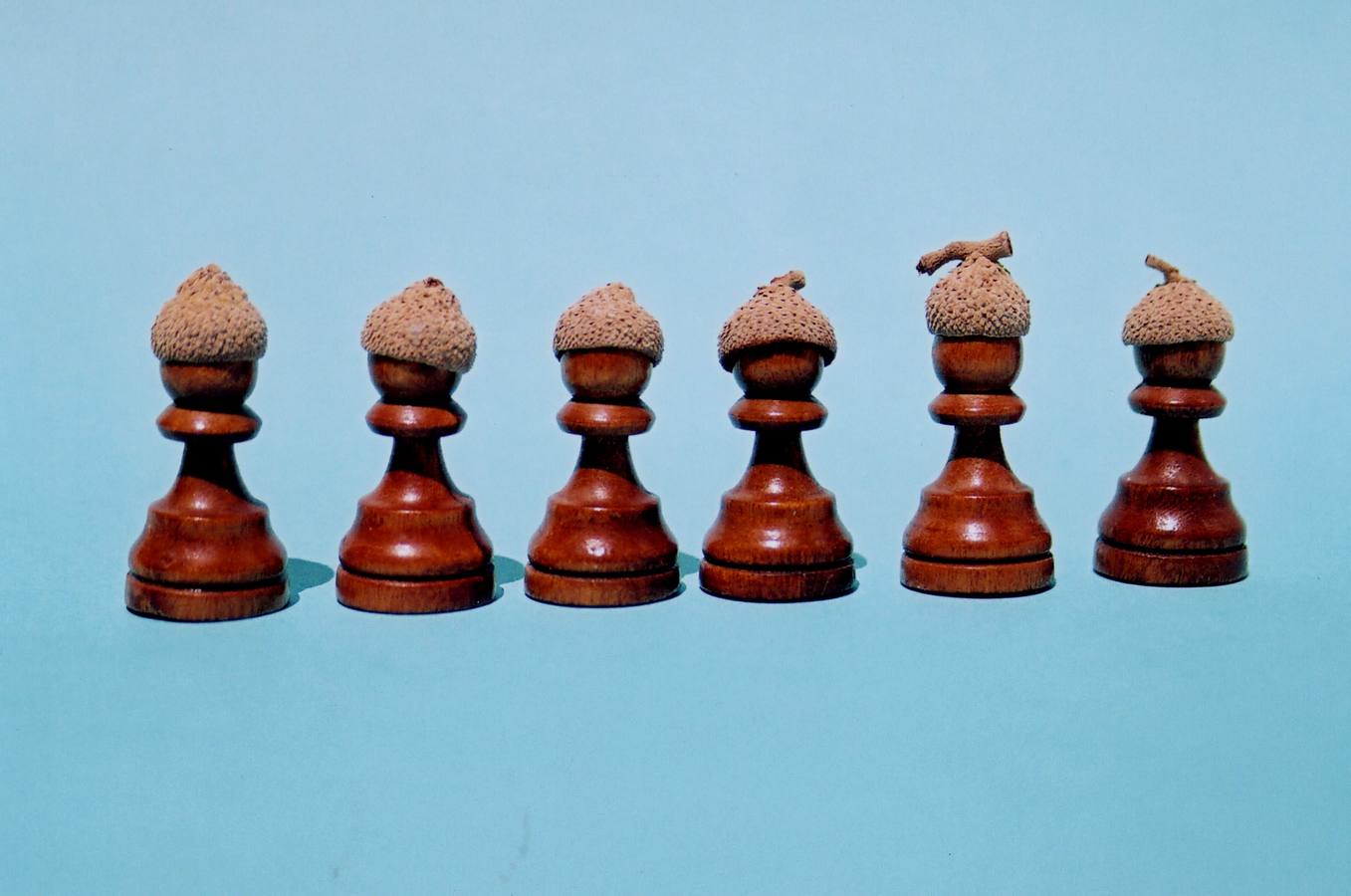 Los 'extremeñinos' pardos, como el color de la tierra, de Juan Rosco.