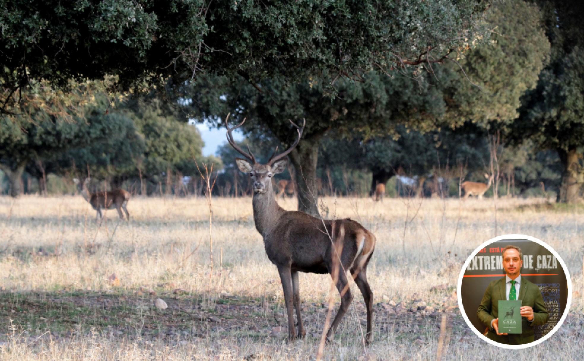 Un ejemplar macho de ciervo, una de las especies favoritas para la caza mayor. En la foto detalle, José María Gallardo, con el informe, ayer en Cáceres. 