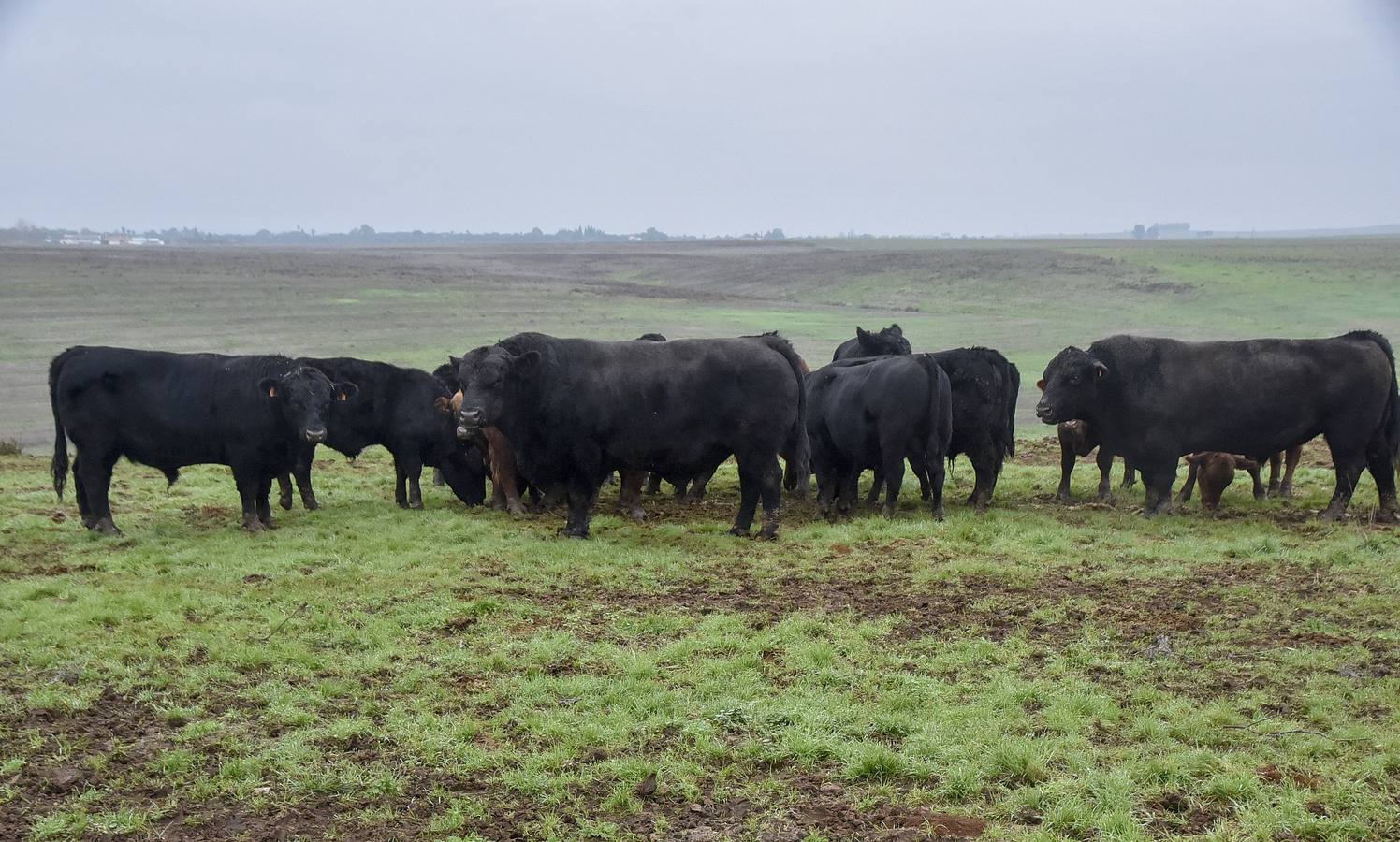 La raza angus en una de las fincas en Badajoz