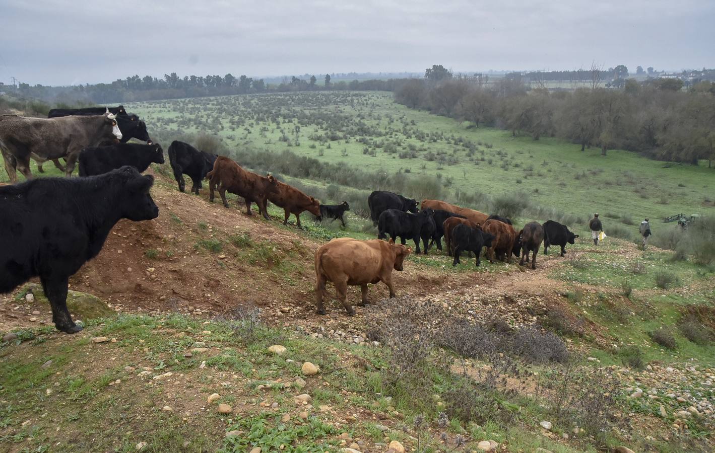 La raza angus en una de las fincas en Badajoz
