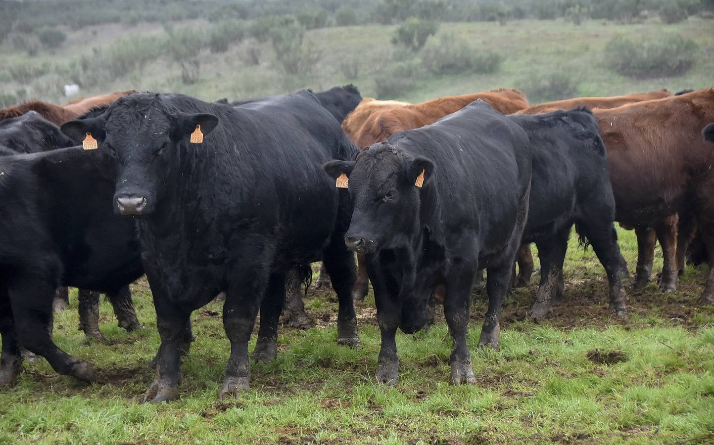 La raza angus en una de las fincas en Badajoz