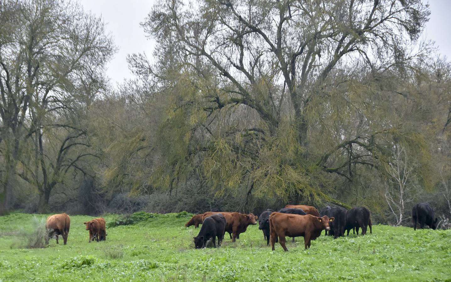 La raza angus en una de las fincas en Badajoz