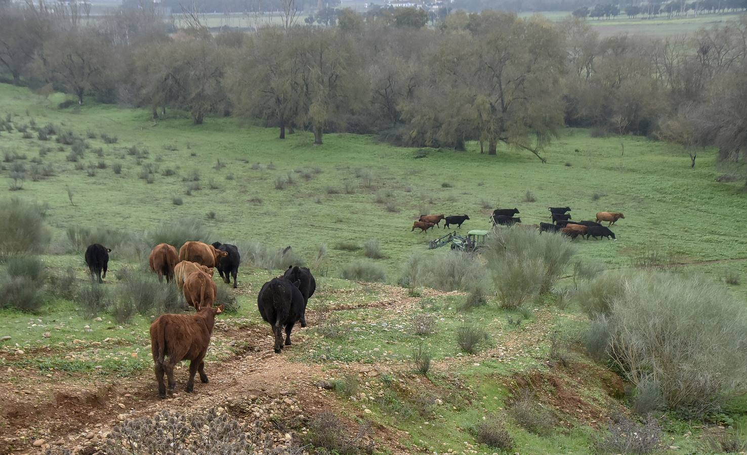 La raza angus en una de las fincas en Badajoz
