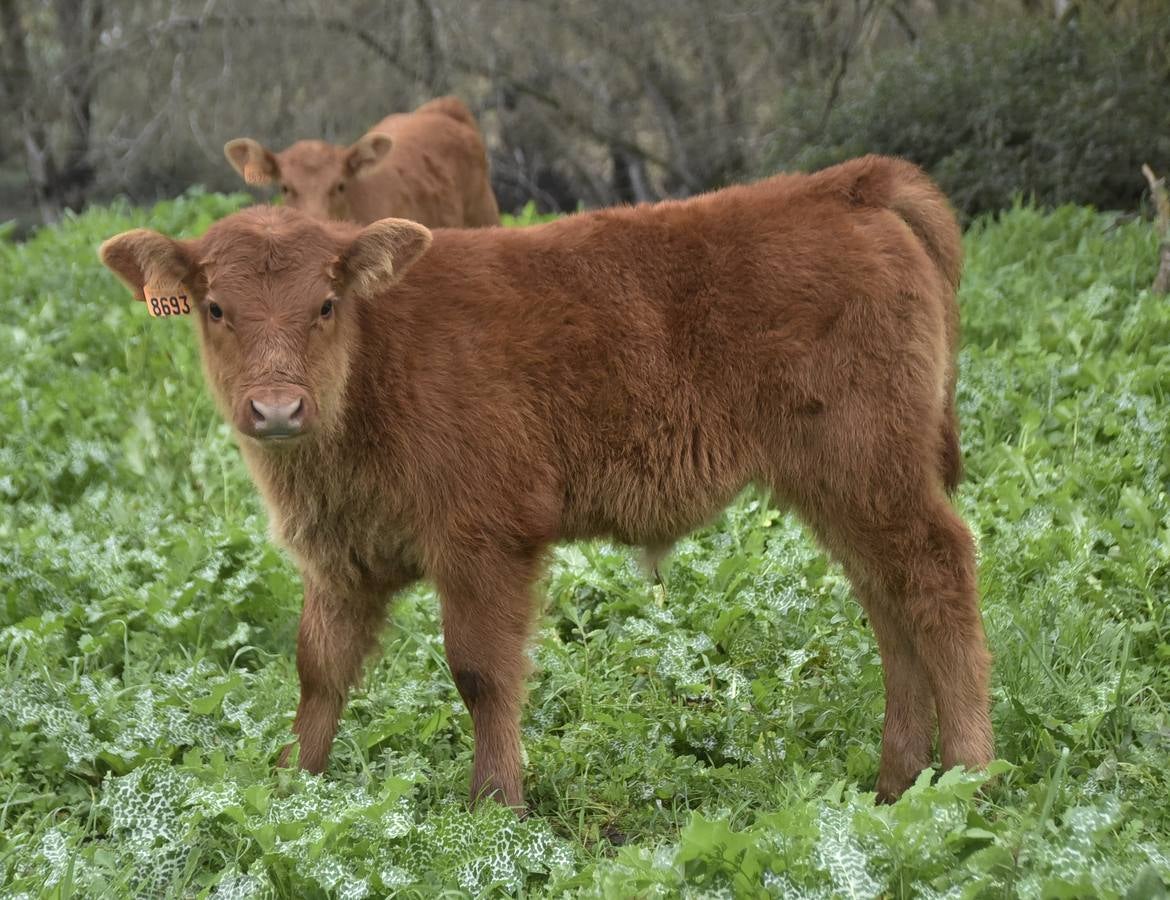 La raza angus en una de las fincas en Badajoz