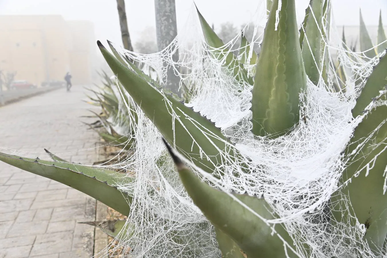 Las bajas temperaturas ofrecen una estampa idílica de Badajoz 