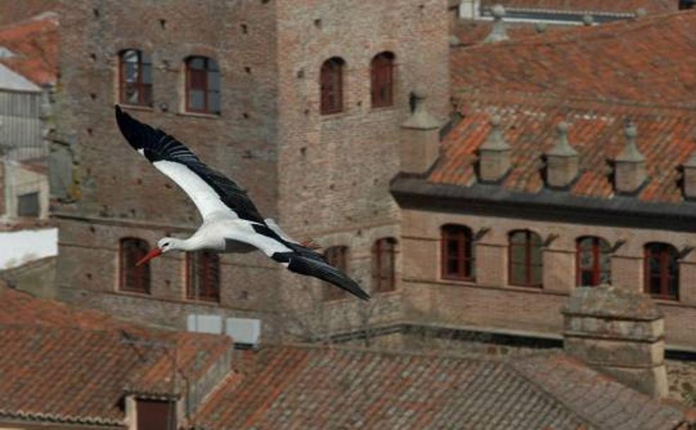 Un ejemplar vuela por encima de la Ciudad Monumental de Cáceres.