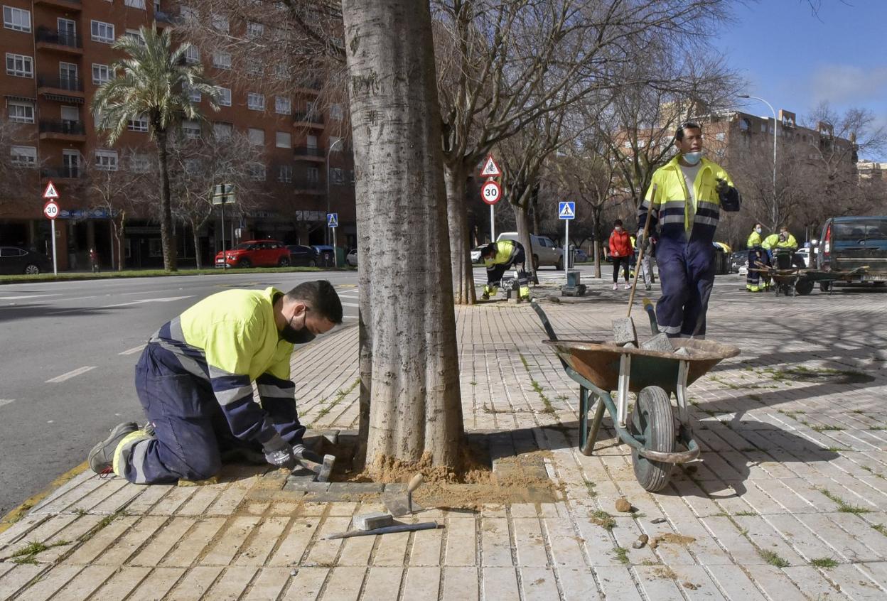 Los operarios municipales están reparando los alcorques que rodean a los árboles. 
