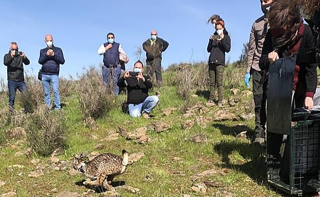 Imagen del lince tras su puesta en libertad.