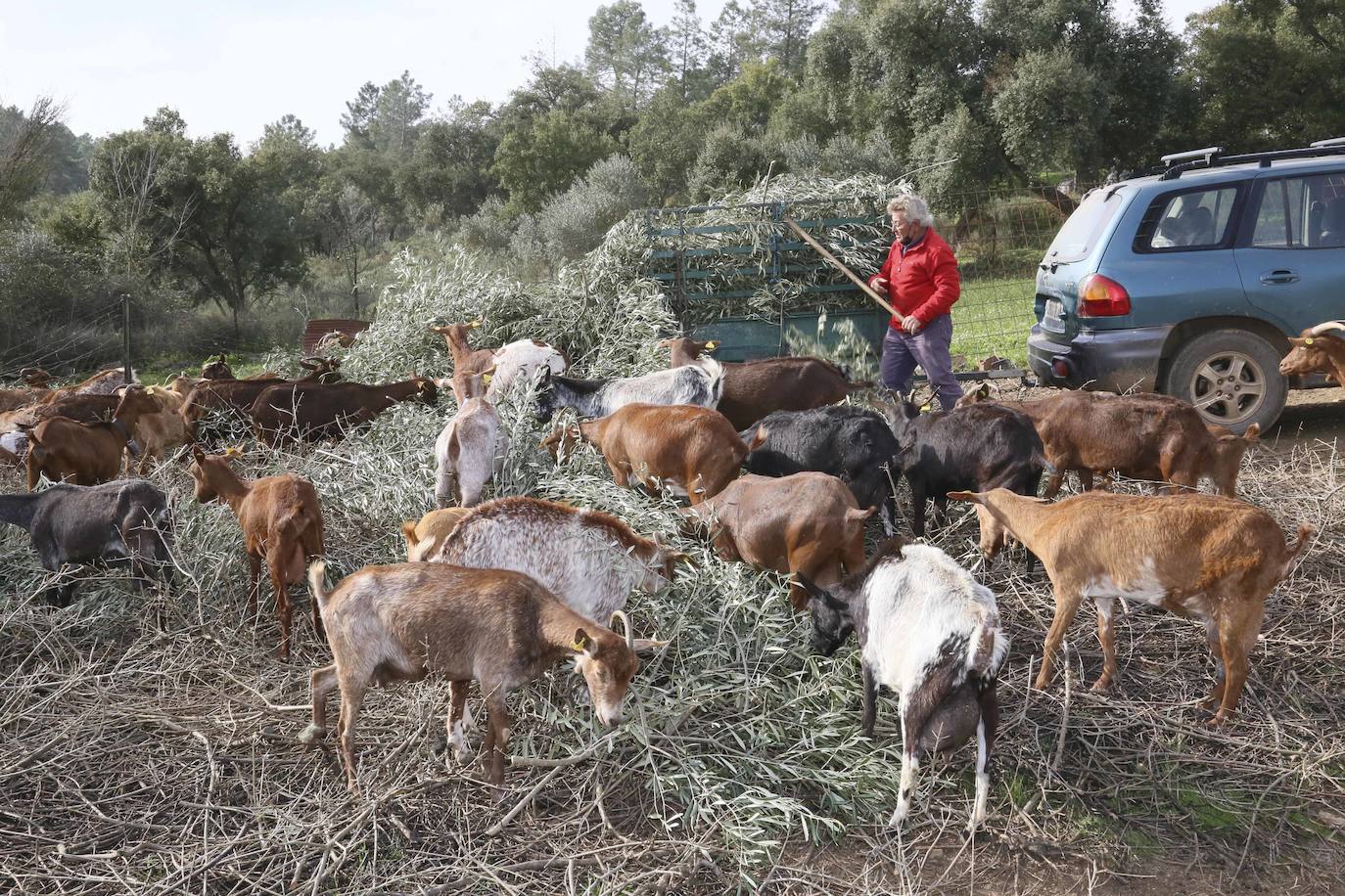 Orestes Gómez descarga un haz de ramón en la finca la Cerrocilla, en Cordobilla.