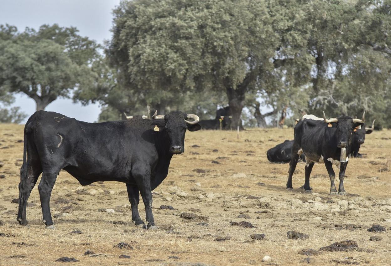 Reses de vaca avileña en una finca próxima a Alburquerque. 