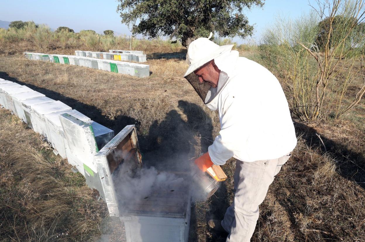 Los apicultores extremeños atraviesan una situación límite. 