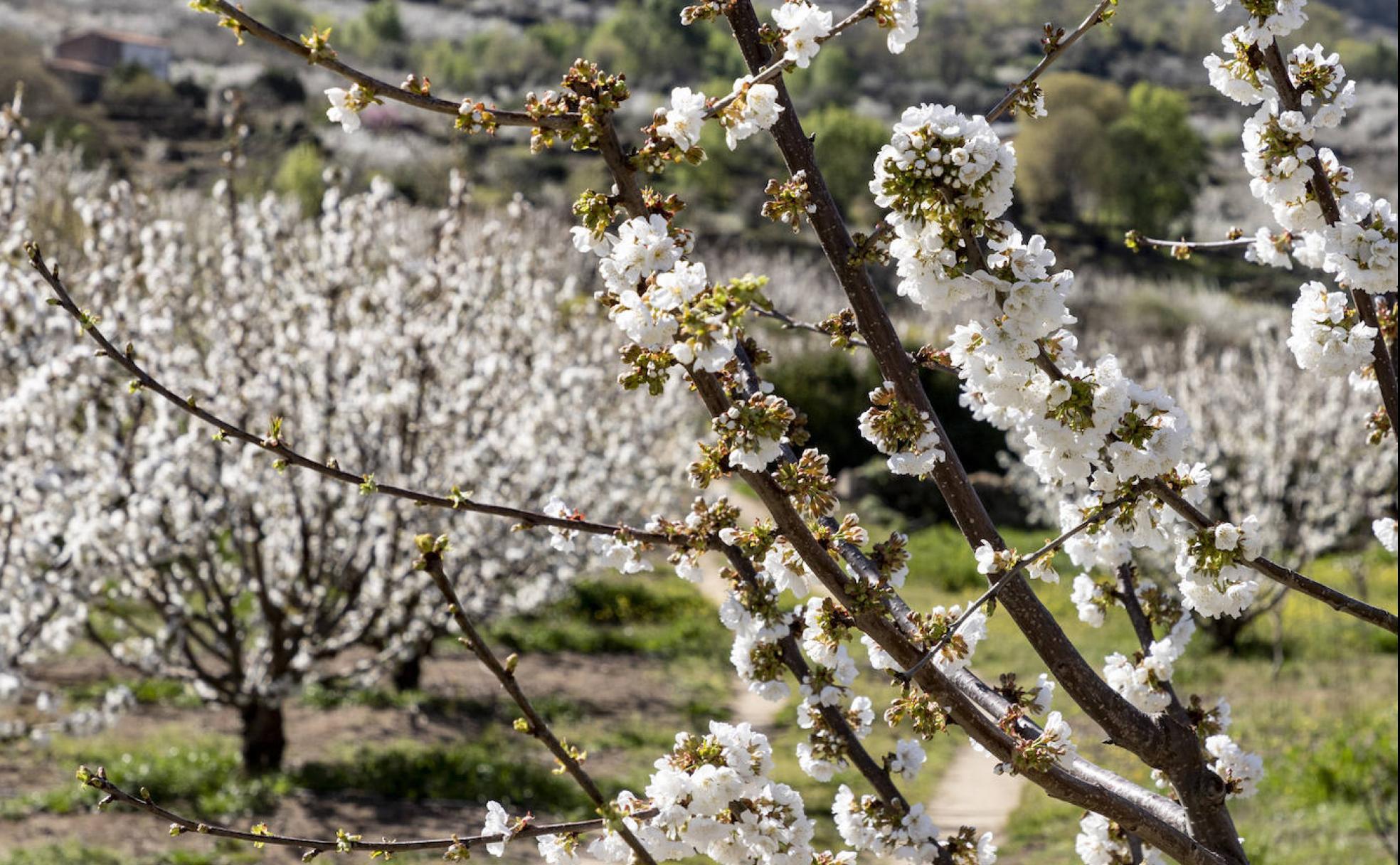 Cerezos, este miércoles, en Valdastillas. 