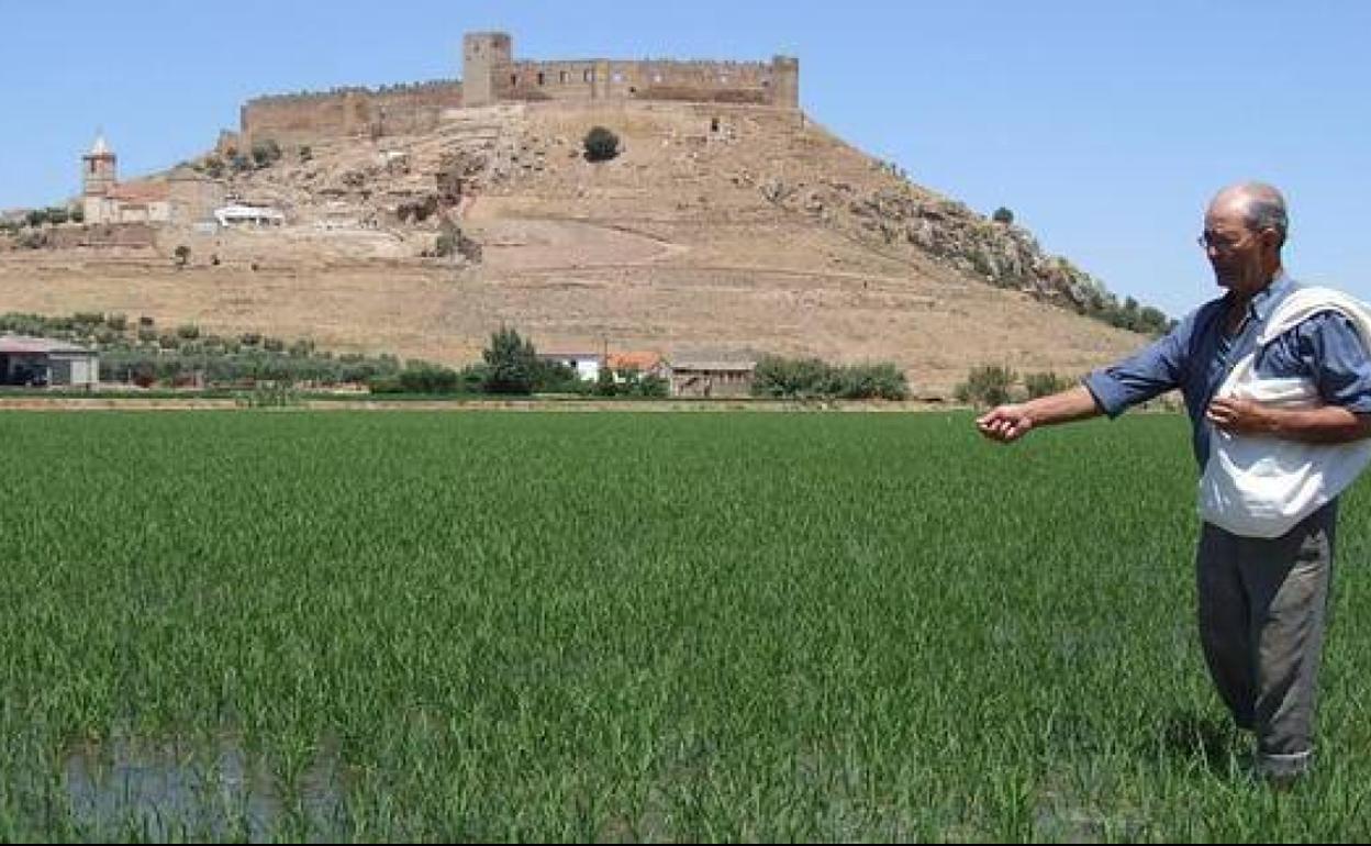Arrozal en la falda del castillo de Medellín.