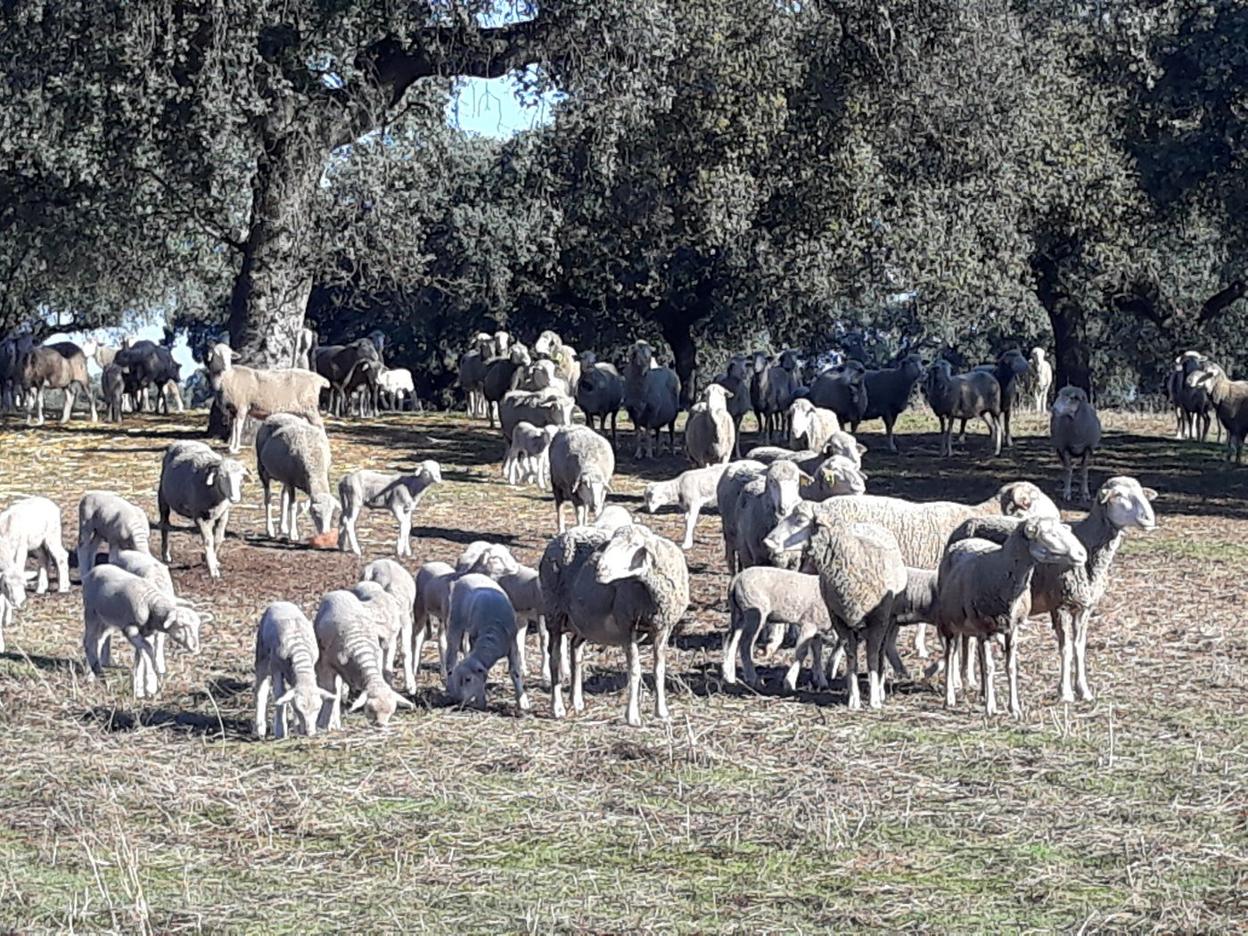 Control de rebaño de ovejas para no dañar el suelo de la dehesa. 