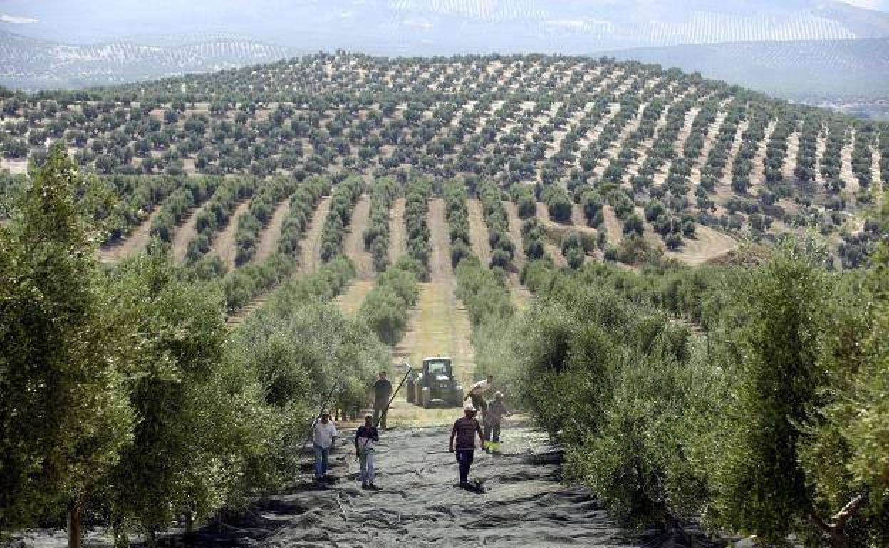 Olivar superintensivo versus olivar en seto: ¿Qué plantación es más rentable?