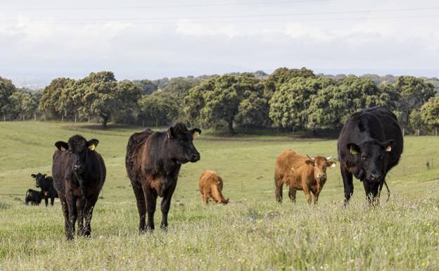 Macho angus en la finca de Alfonso García Cobaleda.