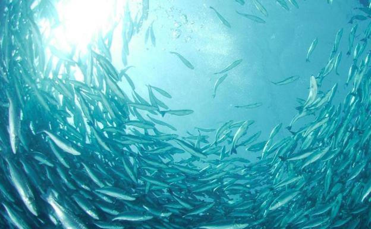 Lubinas criadas en las jaulas de Aquanaria en el Atlántico.