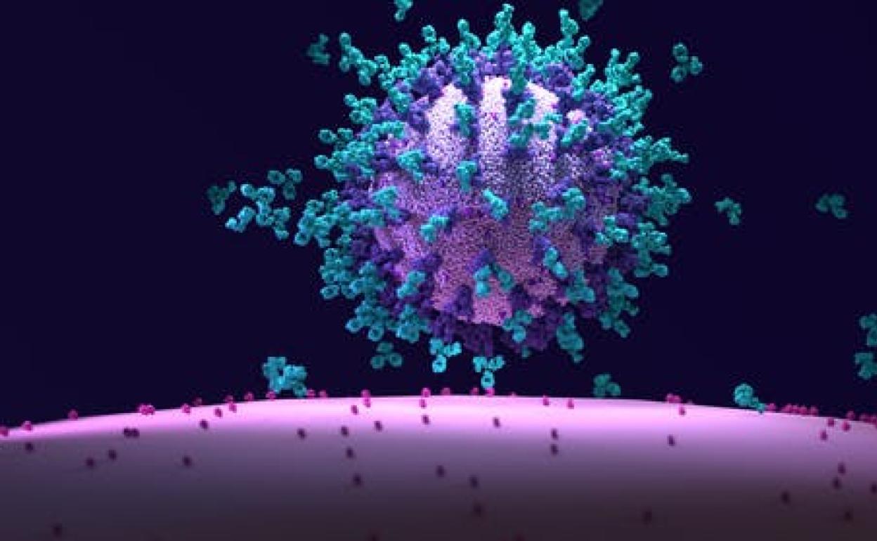 Así es como algunas vacunas paralizan al virus de la covid-19