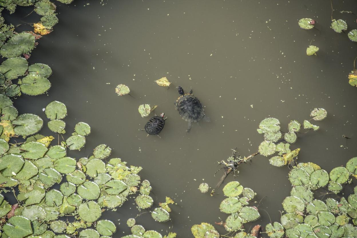 Galapagos entre el nenúfar bajo el Puente de Palmas de Badajoz. 