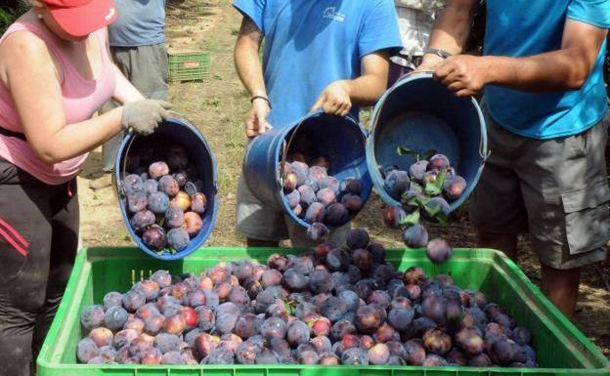 La exportación hortofrutícola desciende un 3,5% en volumen y aumenta un 3% en valor en el primer trimestre