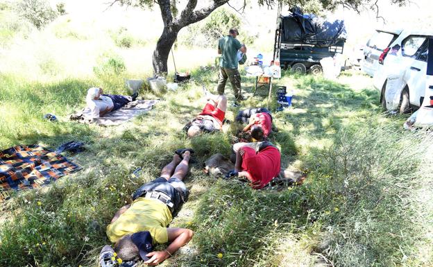 El grupo reposa la comida a la sombra de tres encinas viejas, junto al arroyo Helechoso, cerca de Casas de Miravete. Reanudarán la marcha a las cuatro de la tarde.