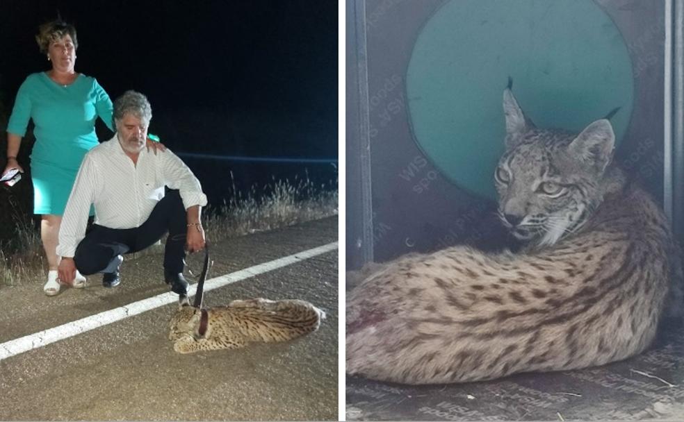 Juan y su esposa Encarna, tras lograr retener al lince atropellado en la EX-103. Imagen de Reposado, en el hospital de la fauna salvaje de AMUS tras ser atendido en Cáceres. 