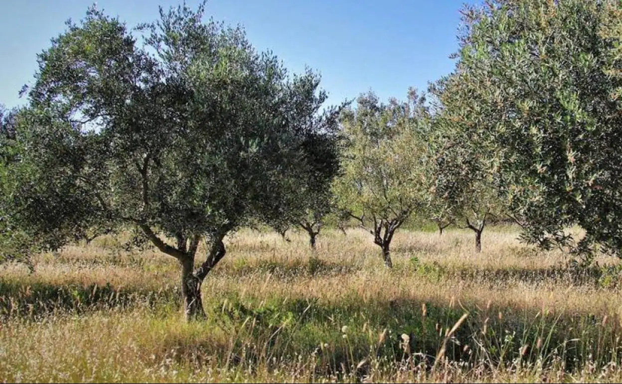 Planas propondrá un programa específico para el olivar tradicional en la próxima PAC